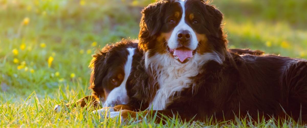 Two dogs laying in grass