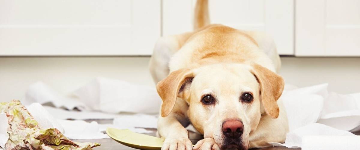Dog_lab