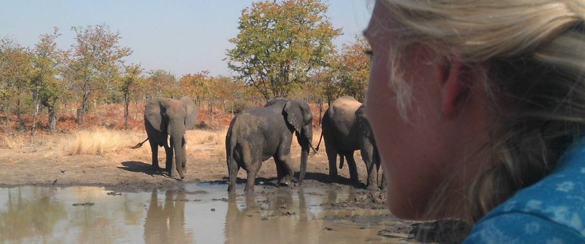 Wildlife_elephants