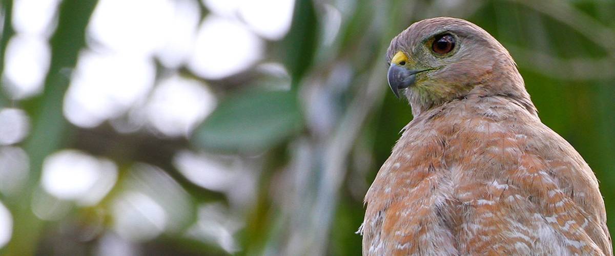Hawk