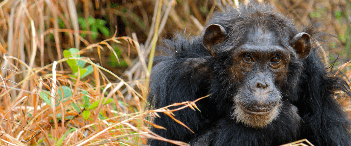 Chimp
