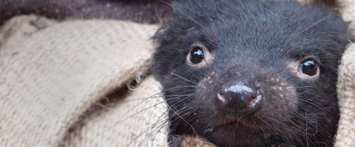 Tasmanian devil