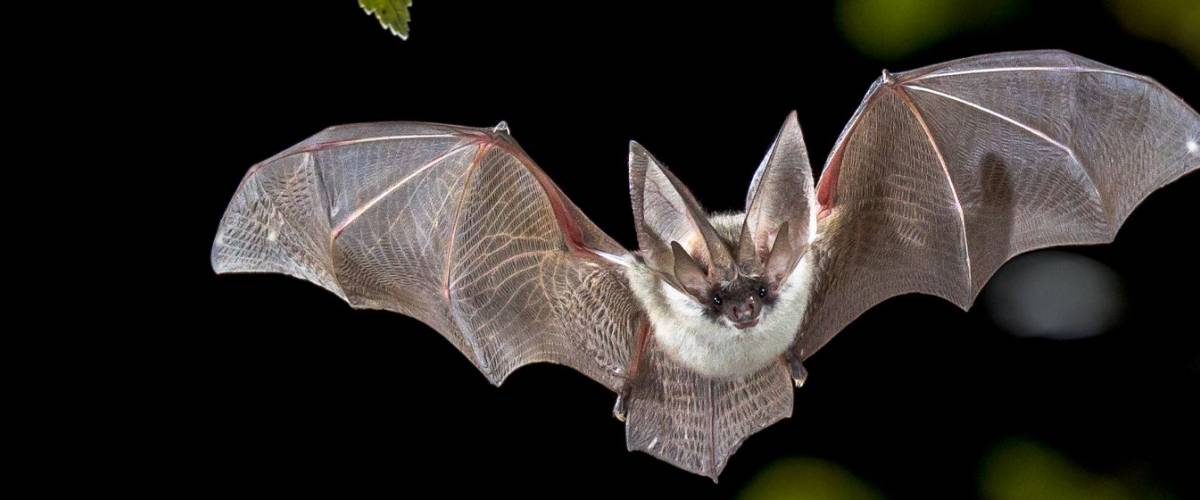 Bat
