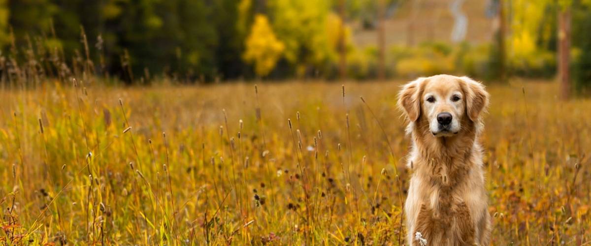 Golden Retriever