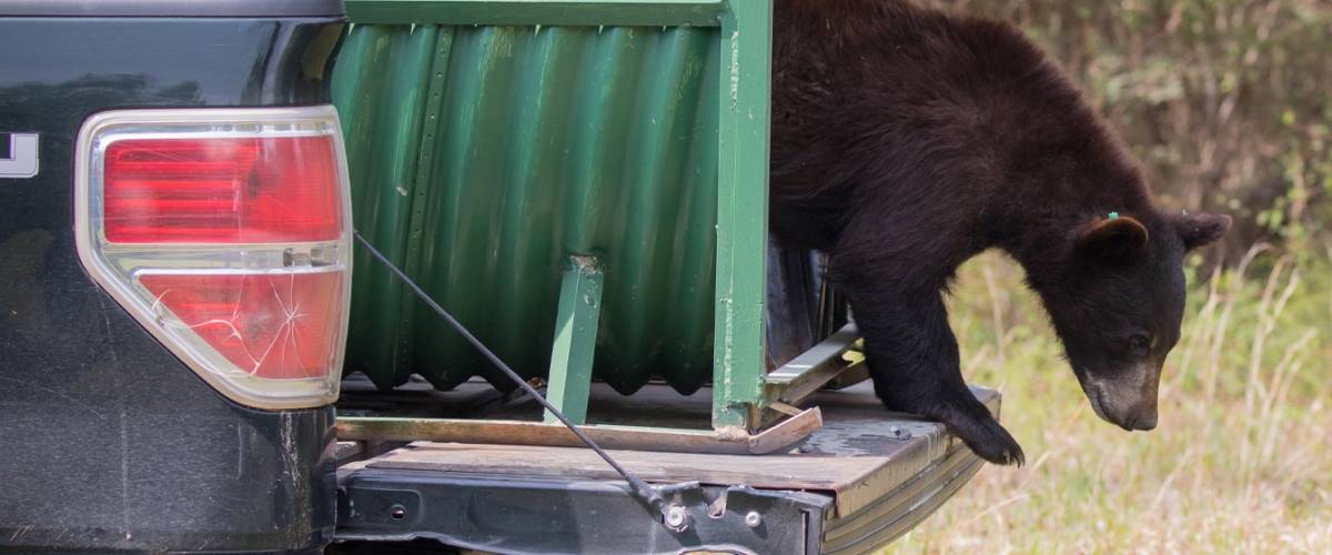 Bear with Mange Being Released