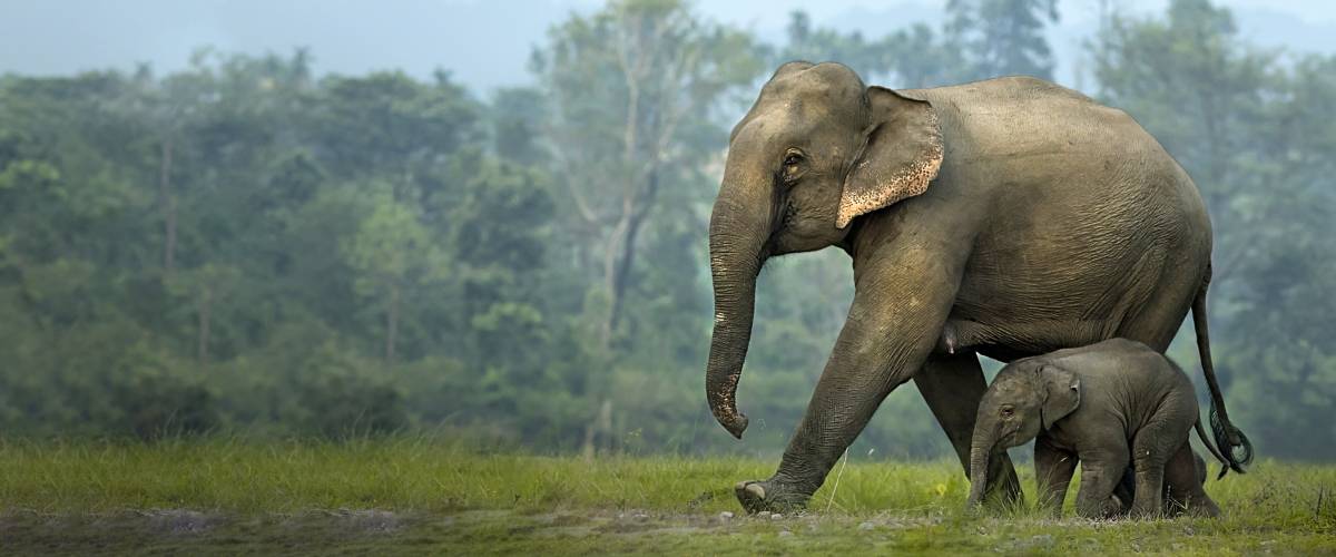 Asian Elephants
