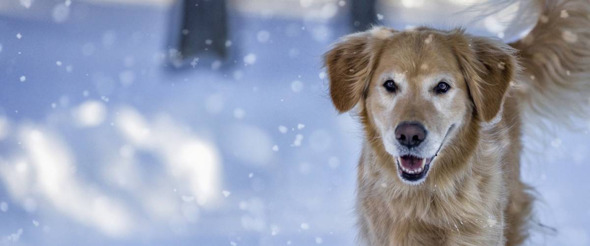 Golden Retriever in the snow
