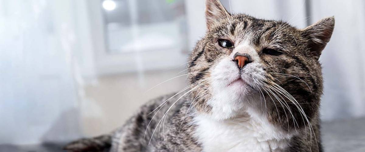 Senior cat
