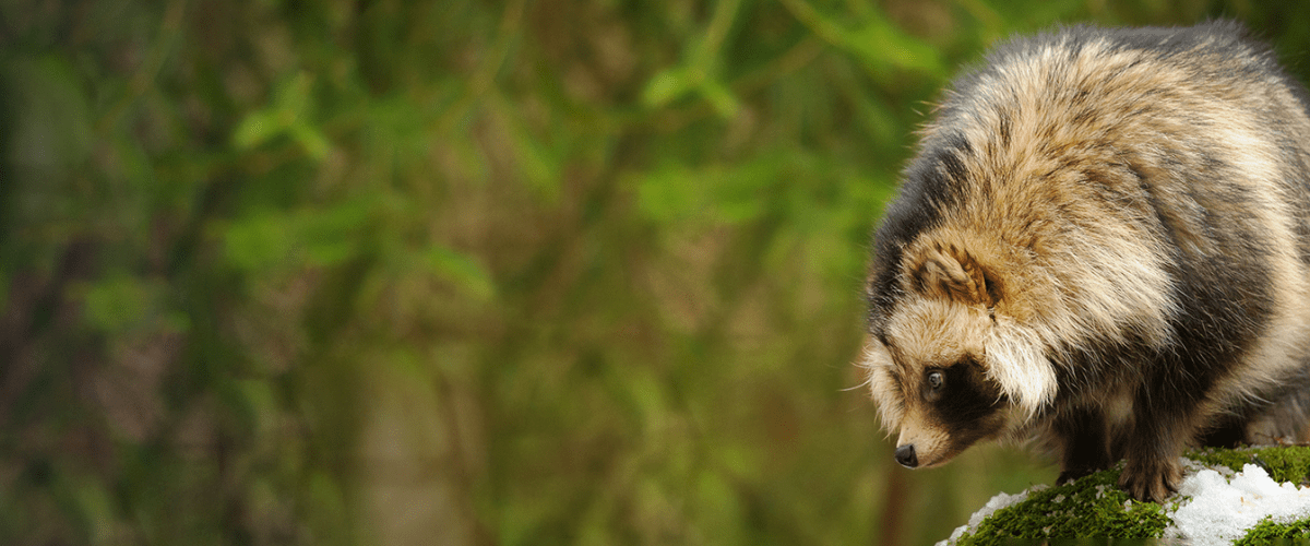 A tanuki perches on a mossy rock in nature. 
