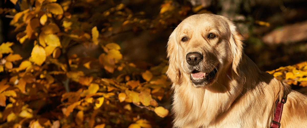 Golden Retriever 