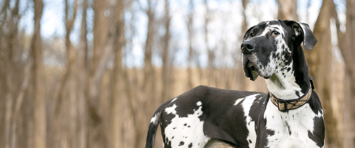 Black and white great dane looking off in the distance in a forest
