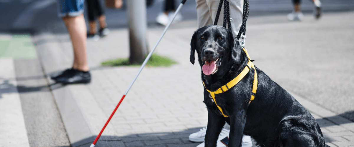 black lab service dog sitting on sidewalk