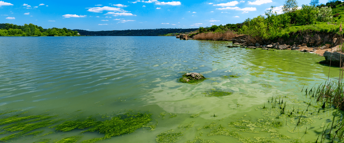 A lake with greenish water and visible algae near the shoreline, showing signs of a harmful algal bloom under a bright blue sky.