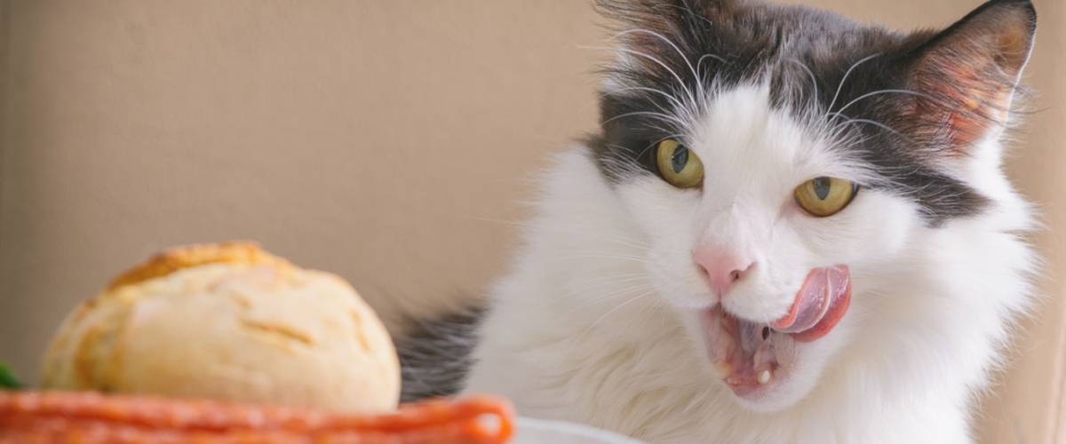 A black-and-white cat sits at a table licking its lips while eyeing a dinner roll and carrots in front of it — a reminder that holiday foods can tempt pets but may not be safe for them.