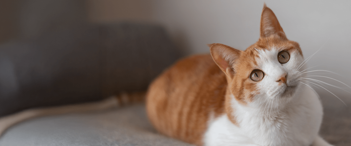 Orange and white cat lying on a gray blanket, tilting its head slightly with alert green eyes.