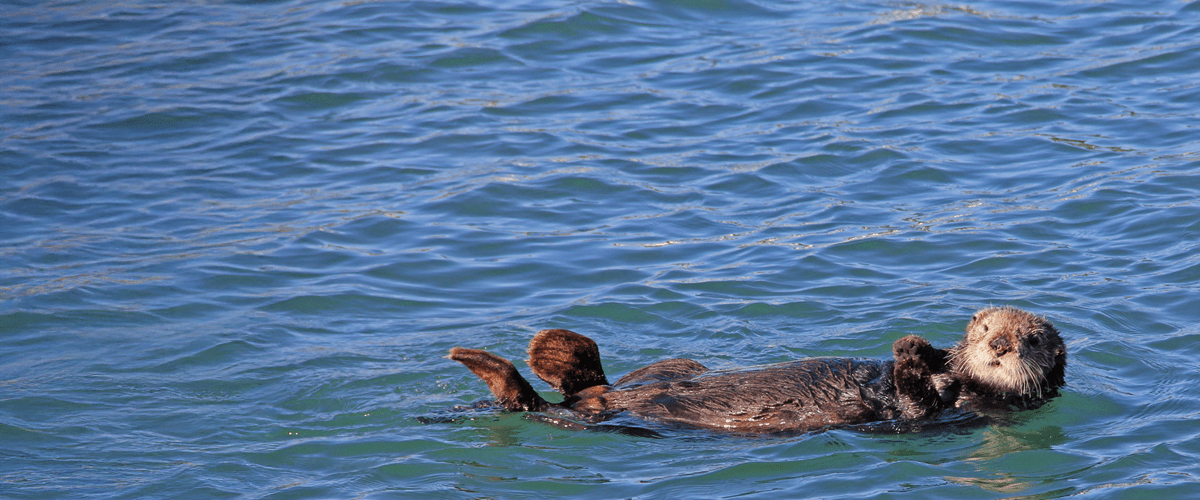 Southern sea otter floating on its back in clear blue ocean water, looking toward the camera.