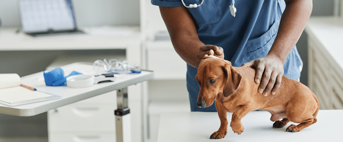 Veterinarian in scrubs examines a small brown dachshund standing on an exam table in a bright veterinary clinic, with medical tools and supplies visible nearby.