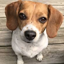 Sophie