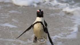 small penguin comes out of water onto a beach