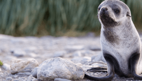 Fur Seal Pup