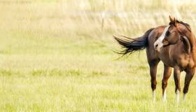 Horse in a field
