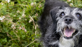 Older dog laying in the grass