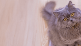 longhaired gray cat looking up at camera