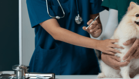 A small dog being gently held by a veterinarian while receiving a vaccine injection, illustrating pet vaccination and veterinary care.