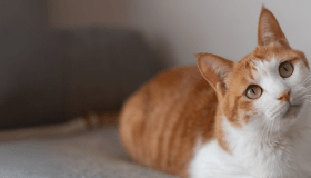 Orange and white cat lying on a gray blanket, tilting its head slightly with alert green eyes.
