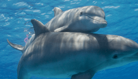 A close-up, underwater view of two bottlenose dolphins swimming together in clear blue ocean water, showing their faces and dorsal fins as sunlight ripples across their bodies.