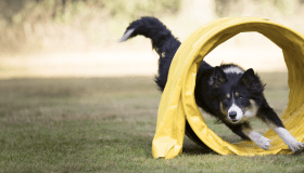 Dog participating in an agility course, an activity linked to better cognitive health in aging dogs.
