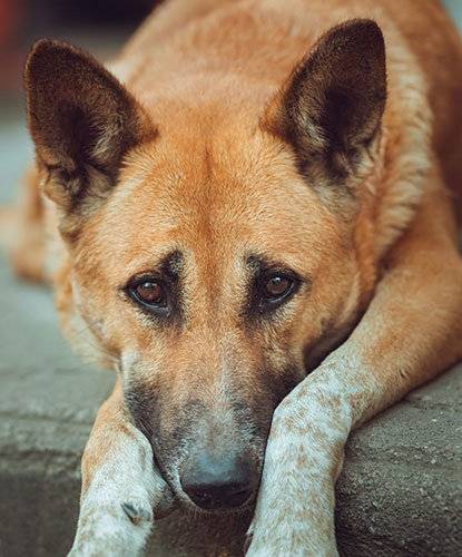 Brown and white dog looking sad