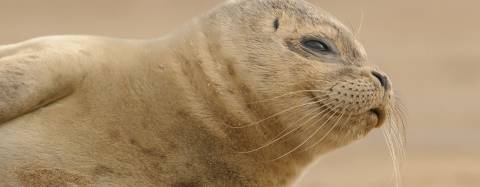 Fur Seal Pup