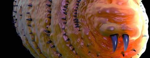 botfly larvae