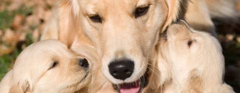 Golden Retrievers