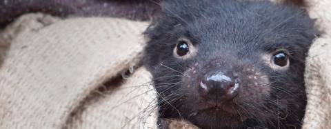 Tasmanian devil