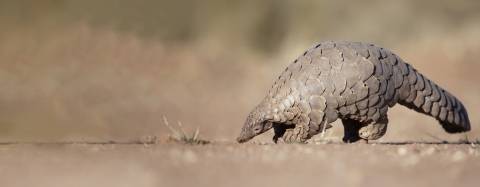 Pangolin