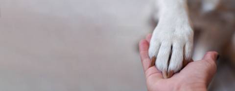 Dog Paw