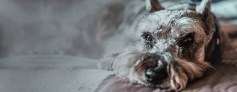 Matt the Dog