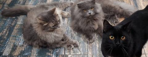 Cats