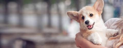 Puppy