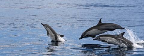 Dolphins jumping out of the water