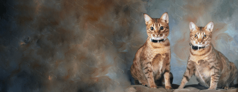 two cats on background