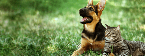 Cat and Dog