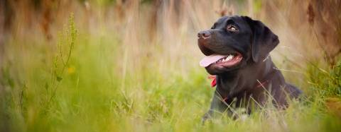 Black Labrador retriever in grass