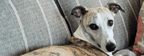White and brown whippet dog, Clark, rests on couch