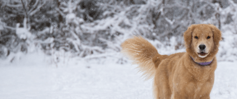Golden retriever standing in a snowy field 