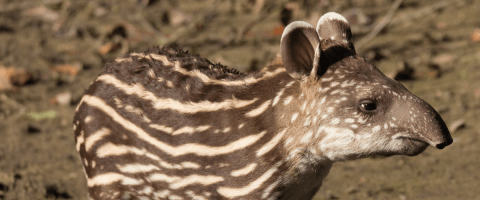 Baird’s tapirs in Costa Rica. 