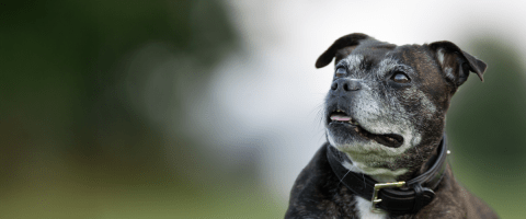 Black pug dog mix sticking out tongue