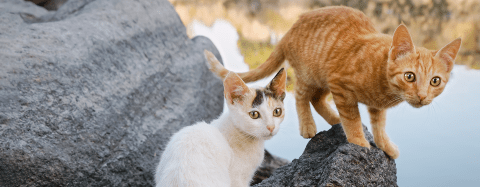 Mixed-breed cats outdoors on rocks by water, illustrating feline health and lifestyle factors